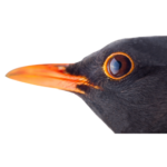Blackbird Digital Marketing